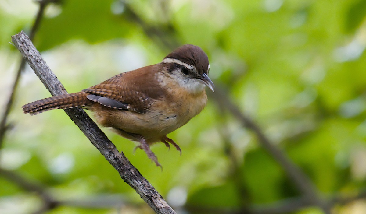 Carolina Wren (Northern) - ML642078968