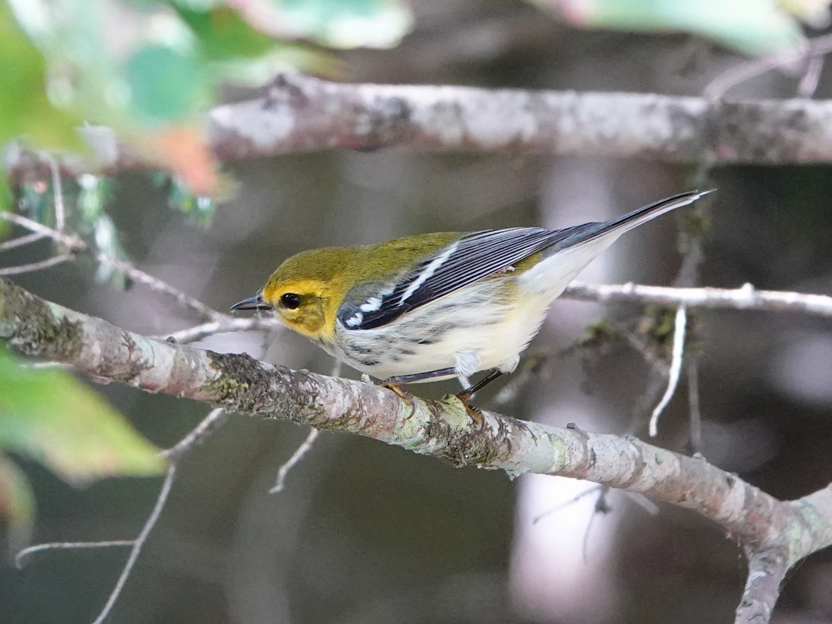 Black-throated Green Warbler - ML642078970