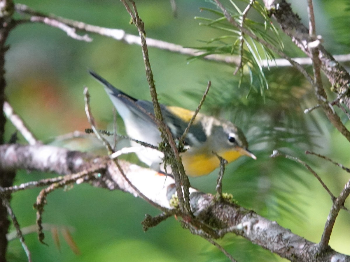 Northern Parula - ML642078971