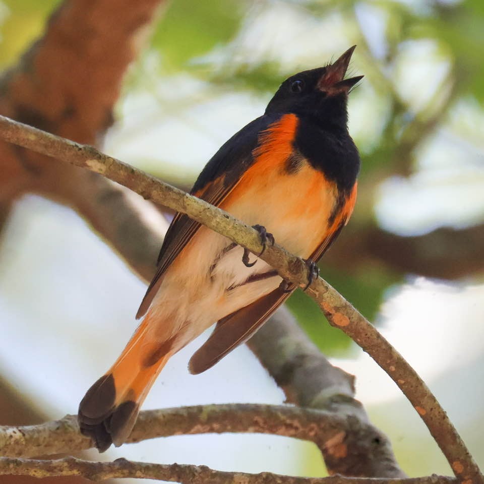 American Redstart - ML642078972