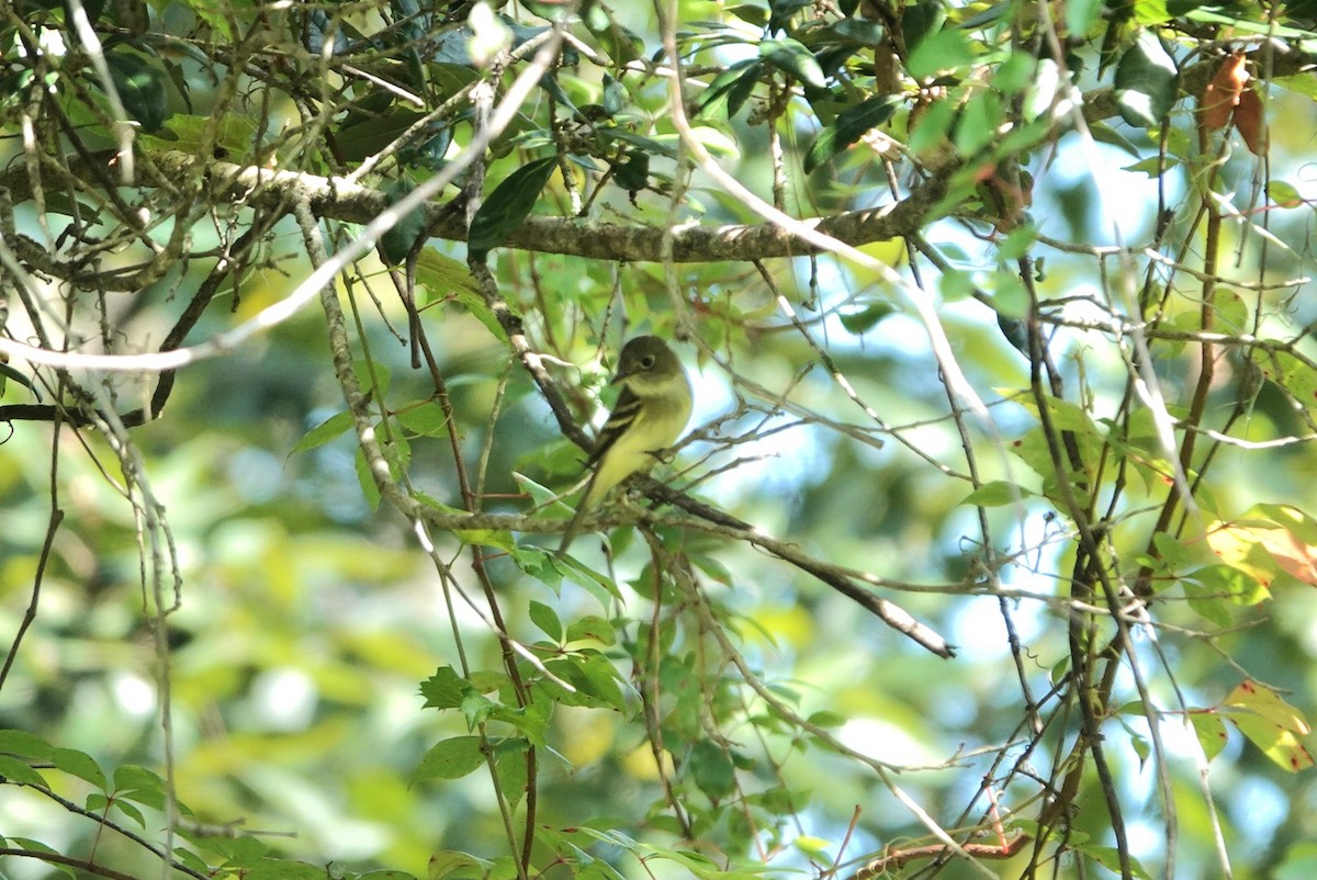 Acadian Flycatcher - ML642078973
