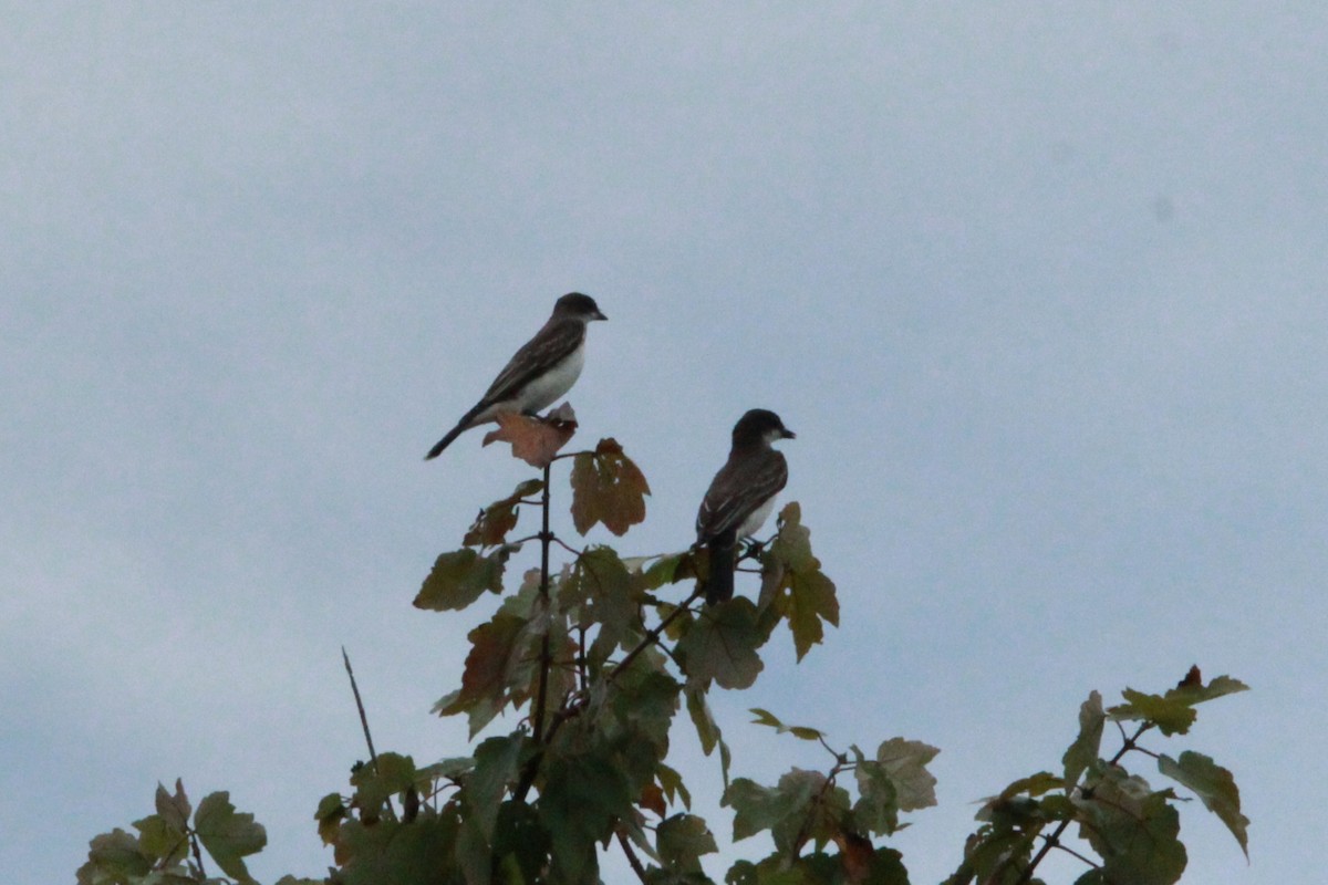 Eastern Kingbird - ML642078974