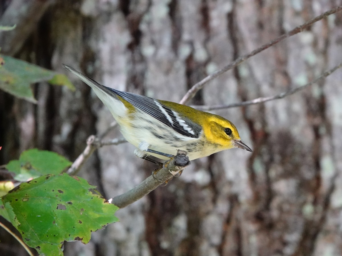 Black-throated Green Warbler - ML642078975