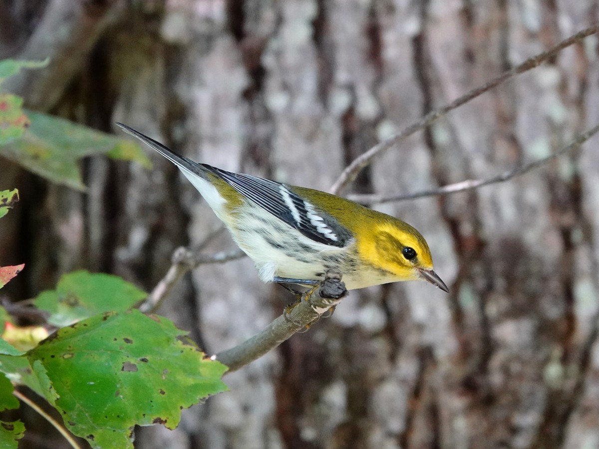 Black-throated Green Warbler - ML642078976