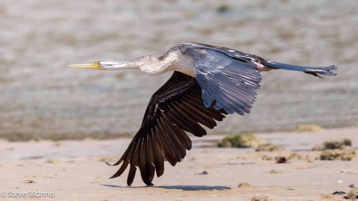 Australasian Darter - ML642078985