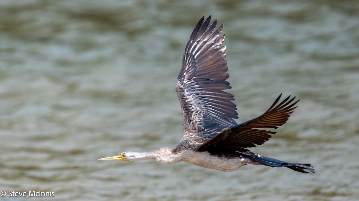 Australasian Darter - ML642078986