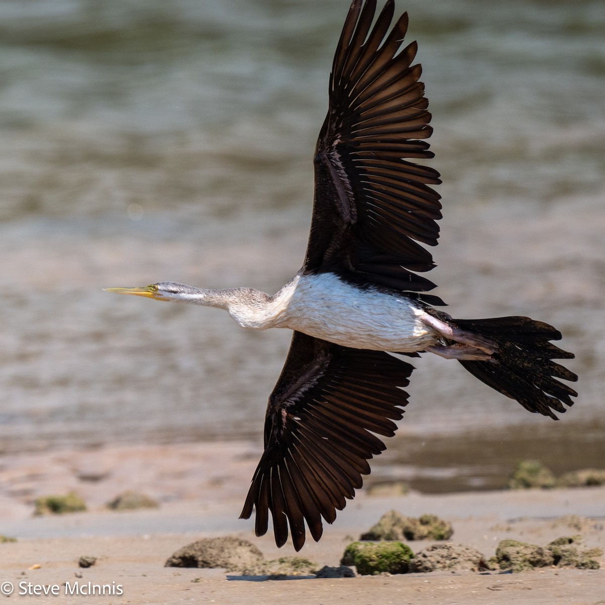 Australasian Darter - ML642078987