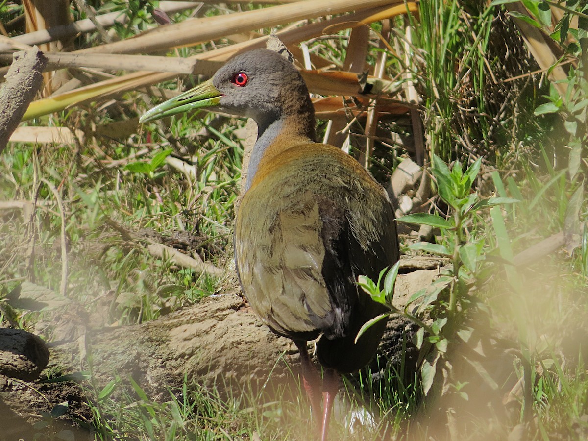 Slaty-breasted Wood-Rail - ML642078988