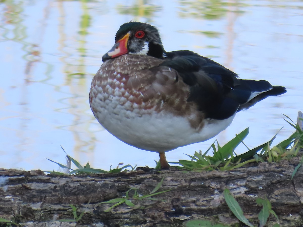 Wood Duck - ML642078990