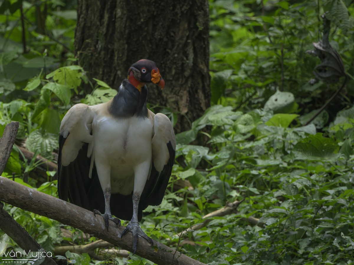 King Vulture - ML642078992