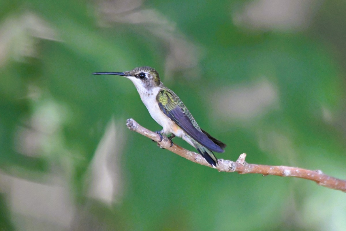 Ruby-throated Hummingbird - ML642078993