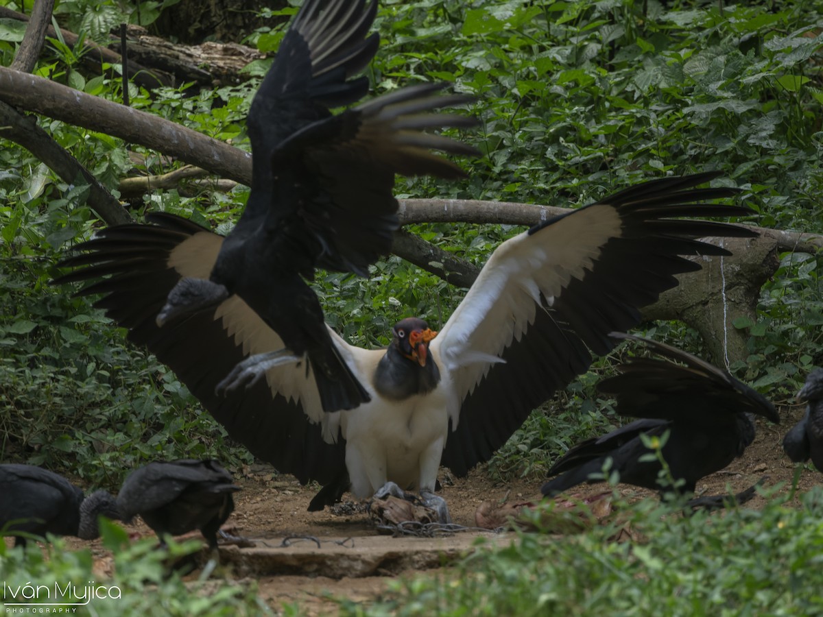 King Vulture - ML642078995