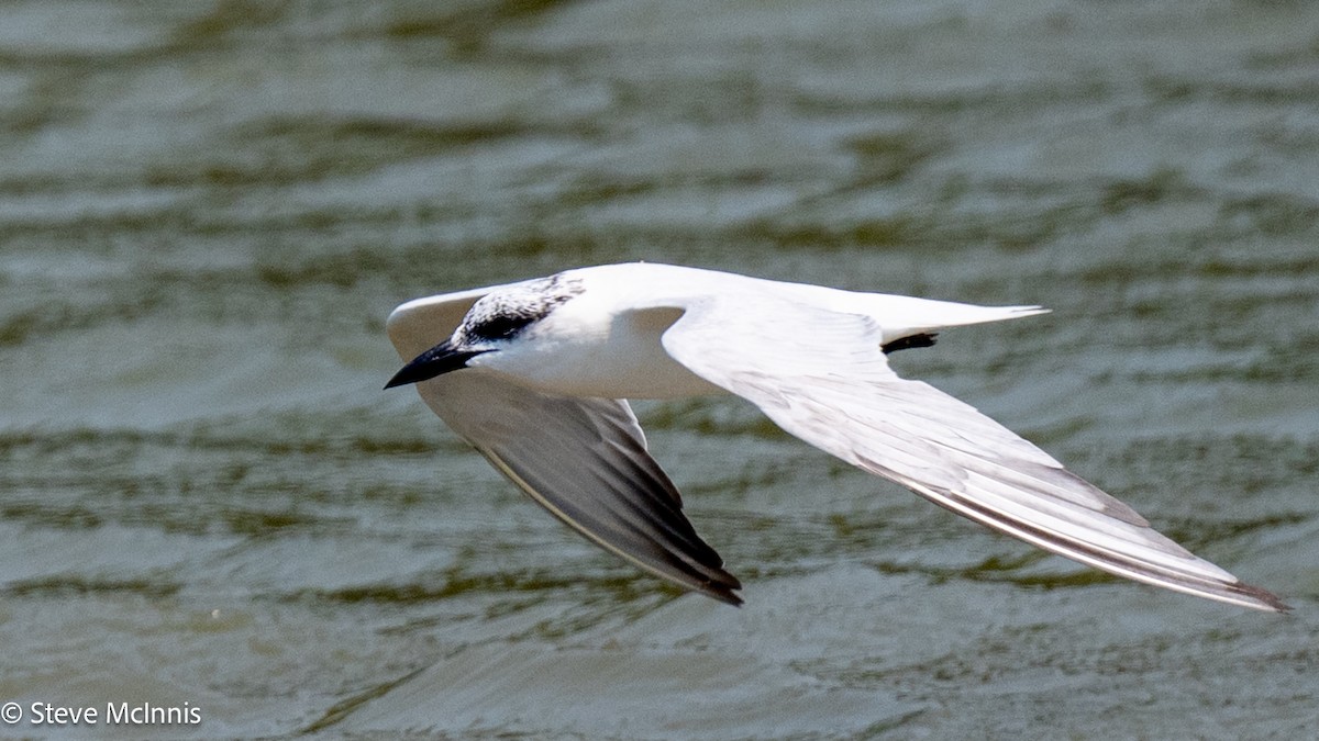Australian Tern - ML642078997