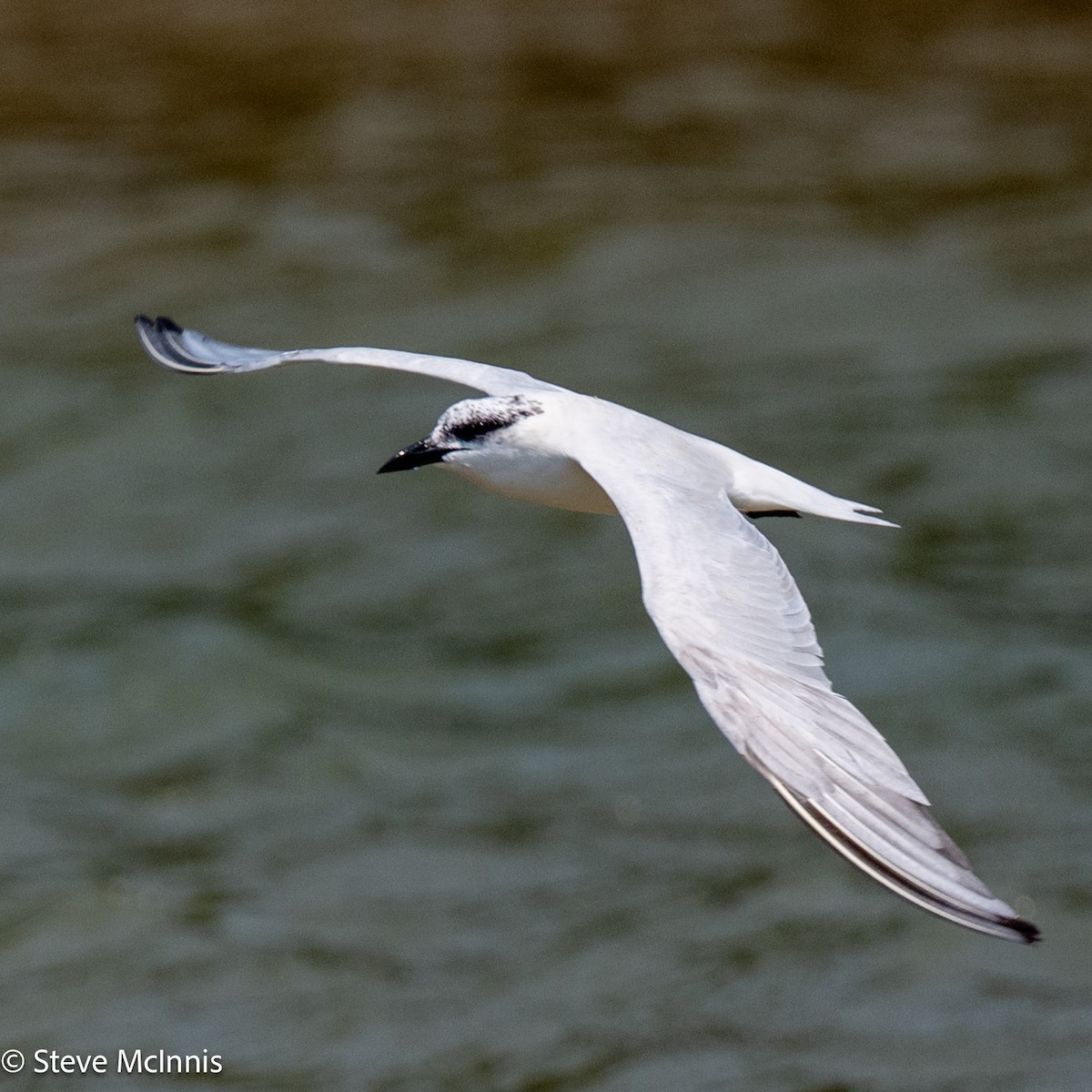 Australian Tern - ML642078998