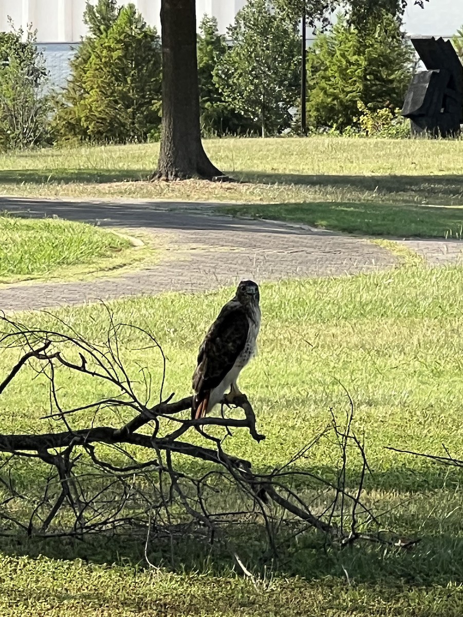 Red-tailed Hawk - ML642078999