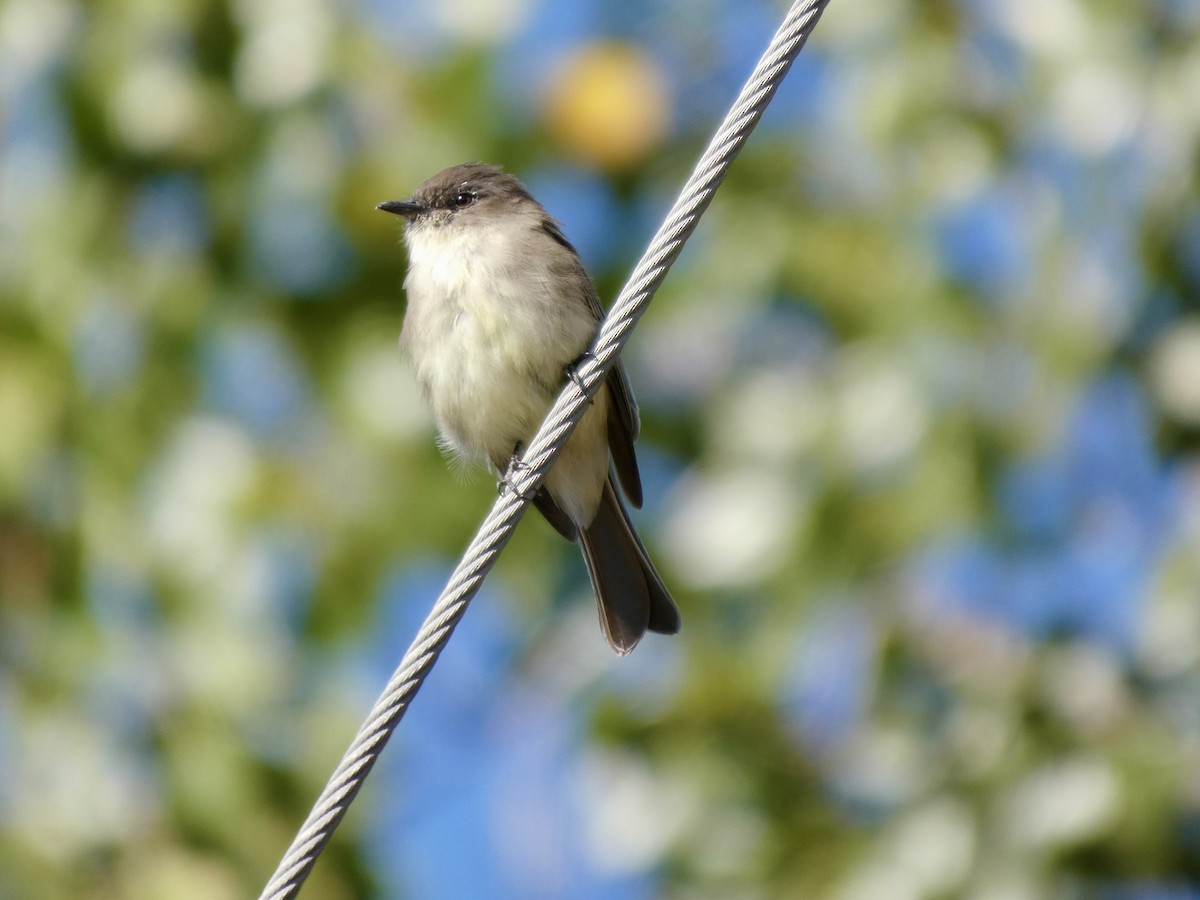 ツキヒメハエトリ - ML642079000