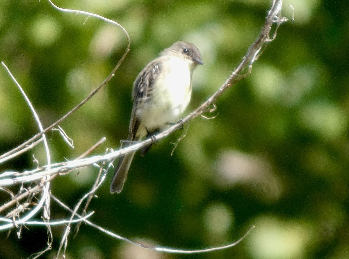 ツキヒメハエトリ - ML642079002