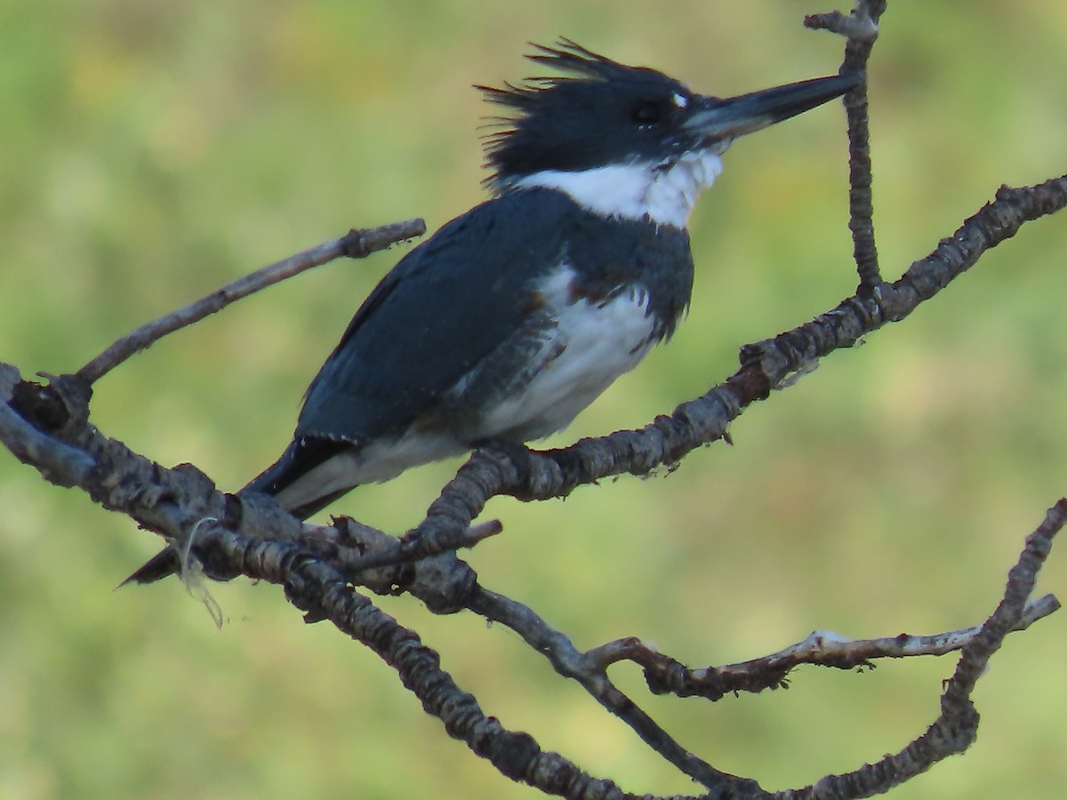 Belted Kingfisher - ML642079003
