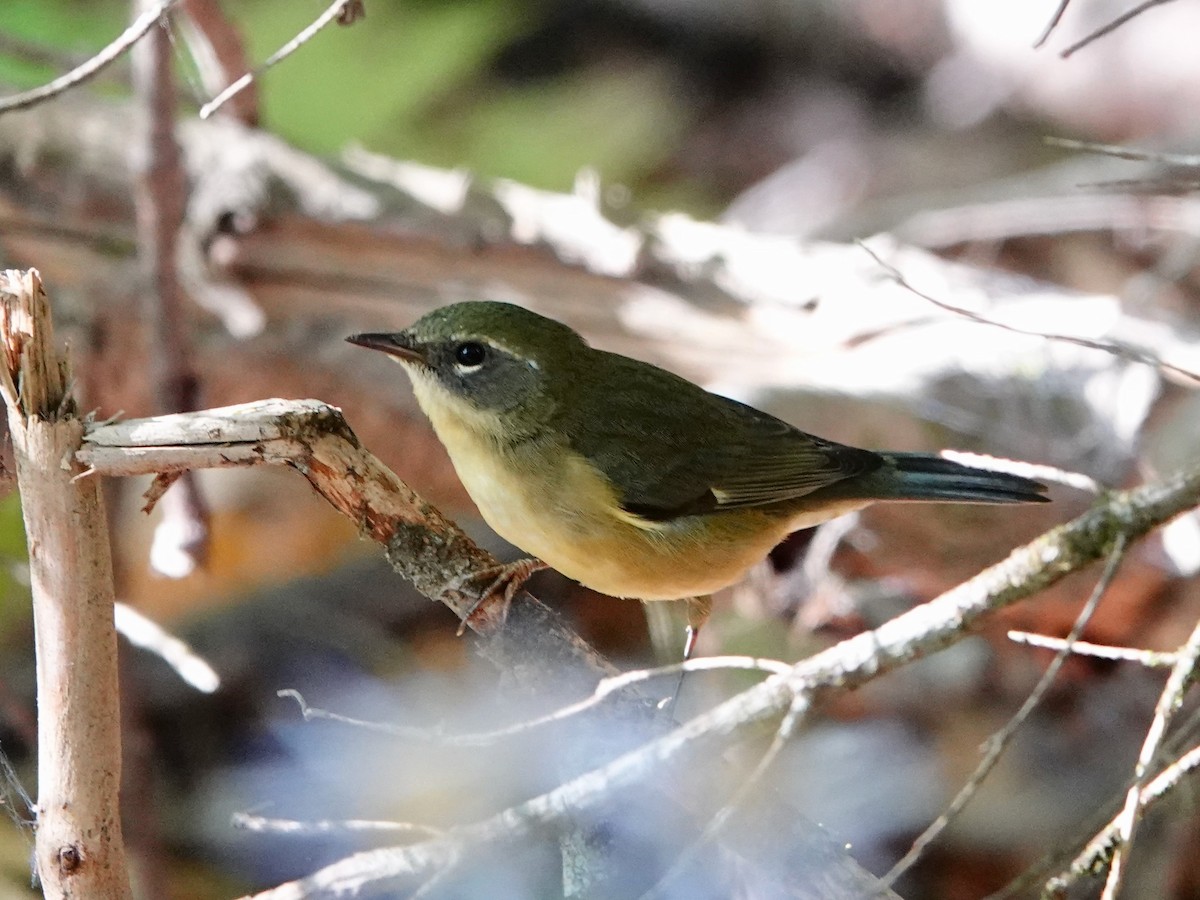 Black-throated Blue Warbler - ML642079004