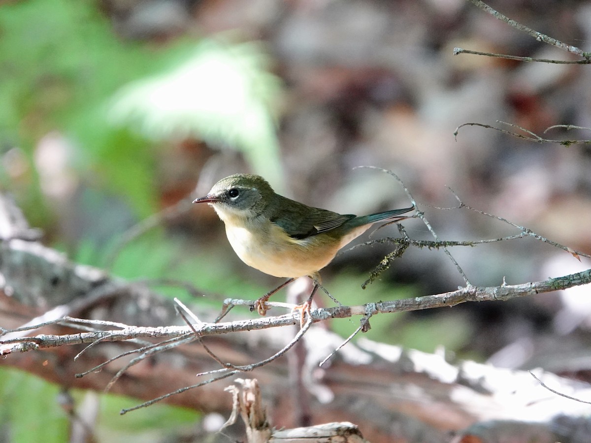 Black-throated Blue Warbler - ML642079006