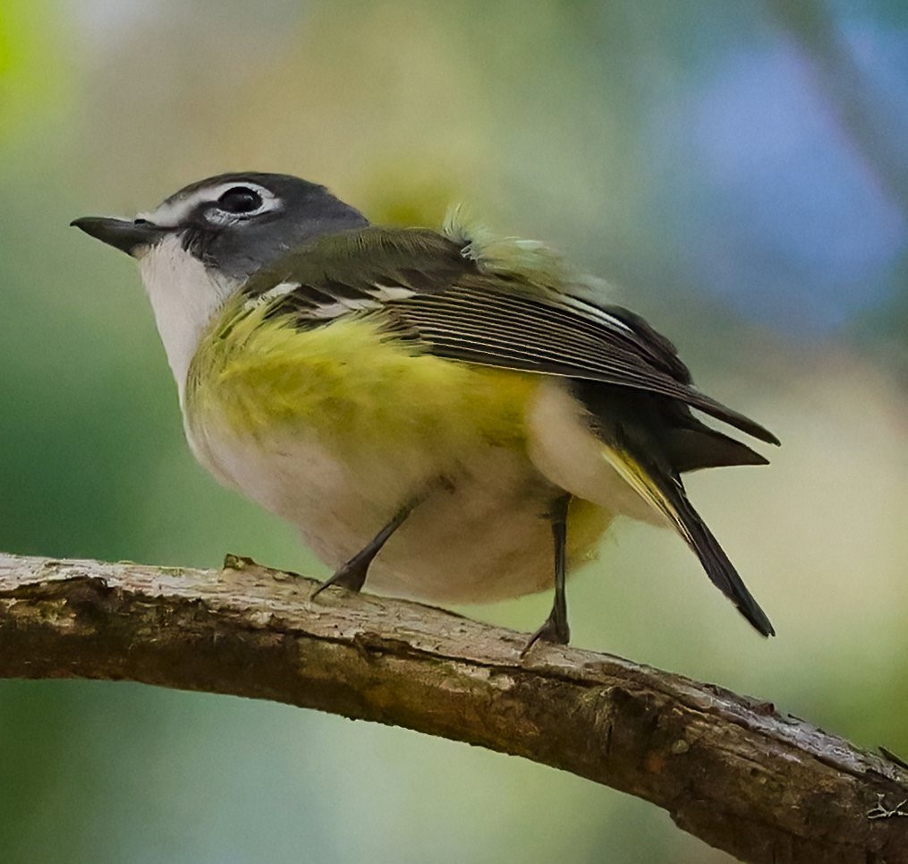 Blue-headed Vireo - ML642079007