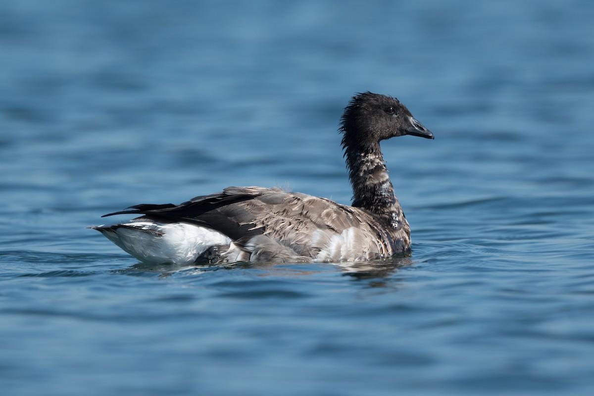 Branta musubeltza - ML642079008