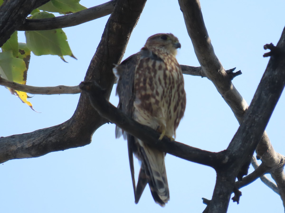 Merlin - ML642079009