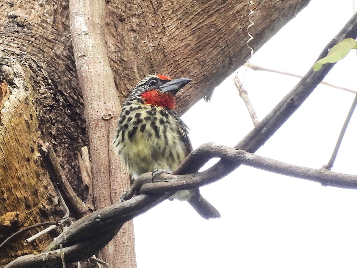 Black-spotted Barbet - ML642079010