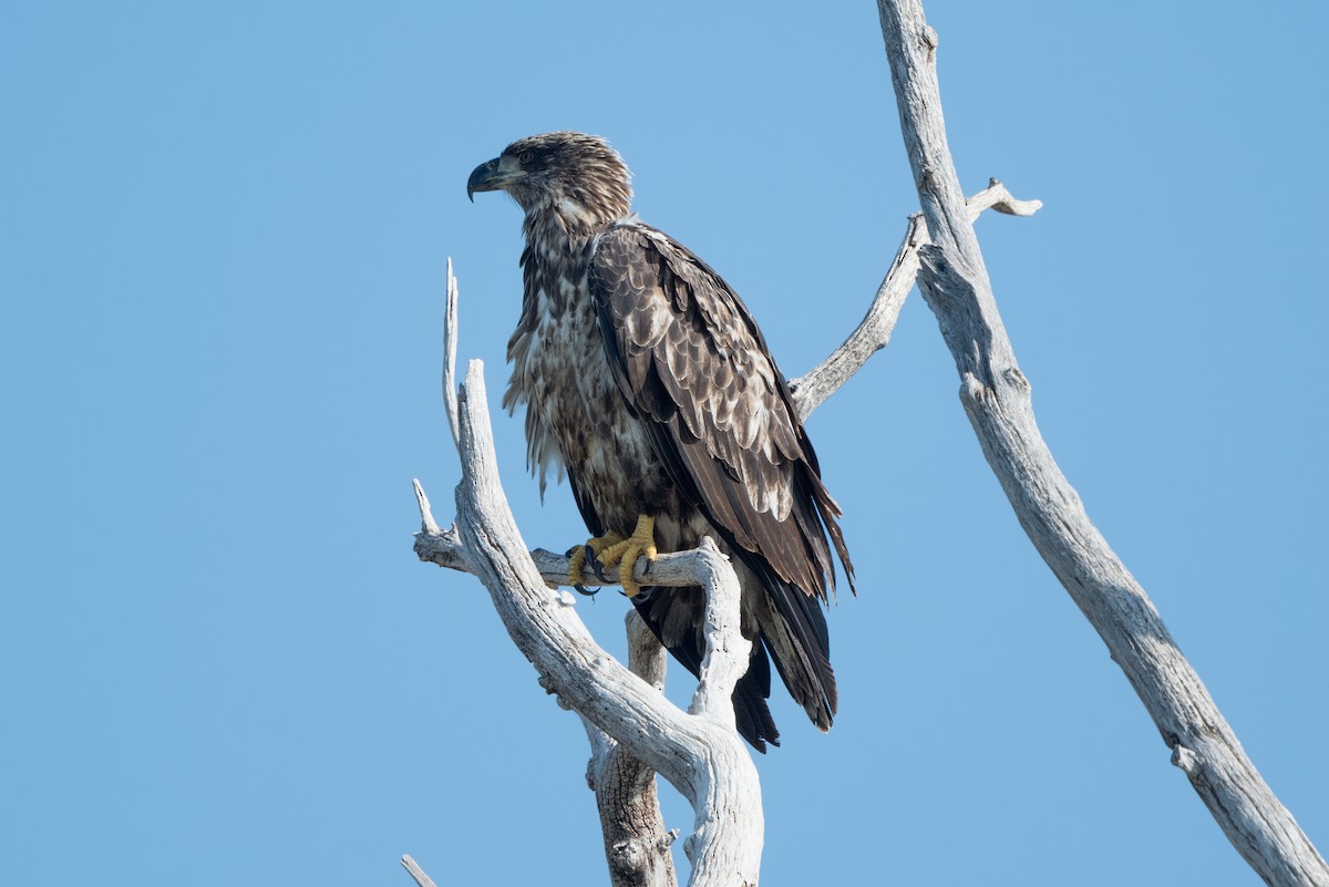 Bald Eagle - ML642079011