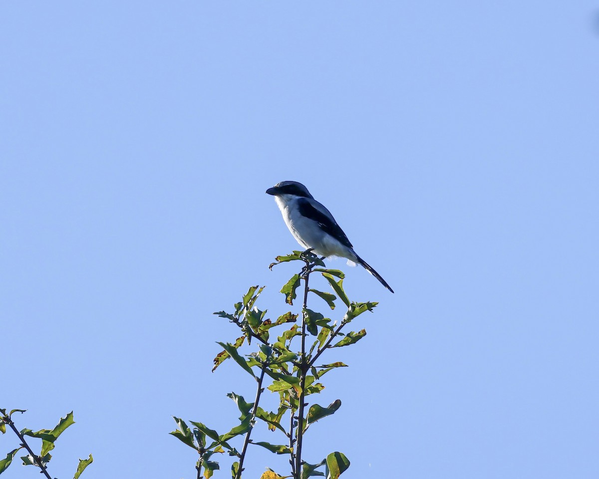 Loggerhead Shrike - ML642079012