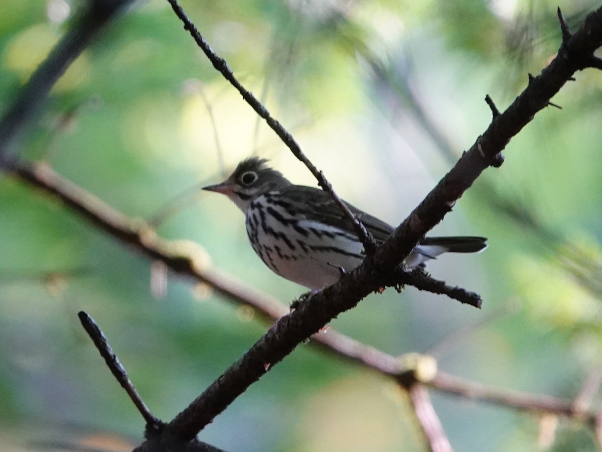 Ovenbird - ML642079014