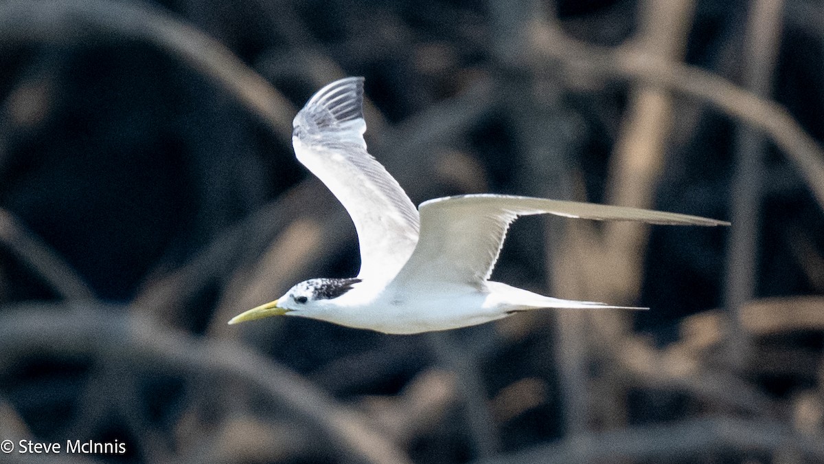 Great Crested Tern - ML642079024