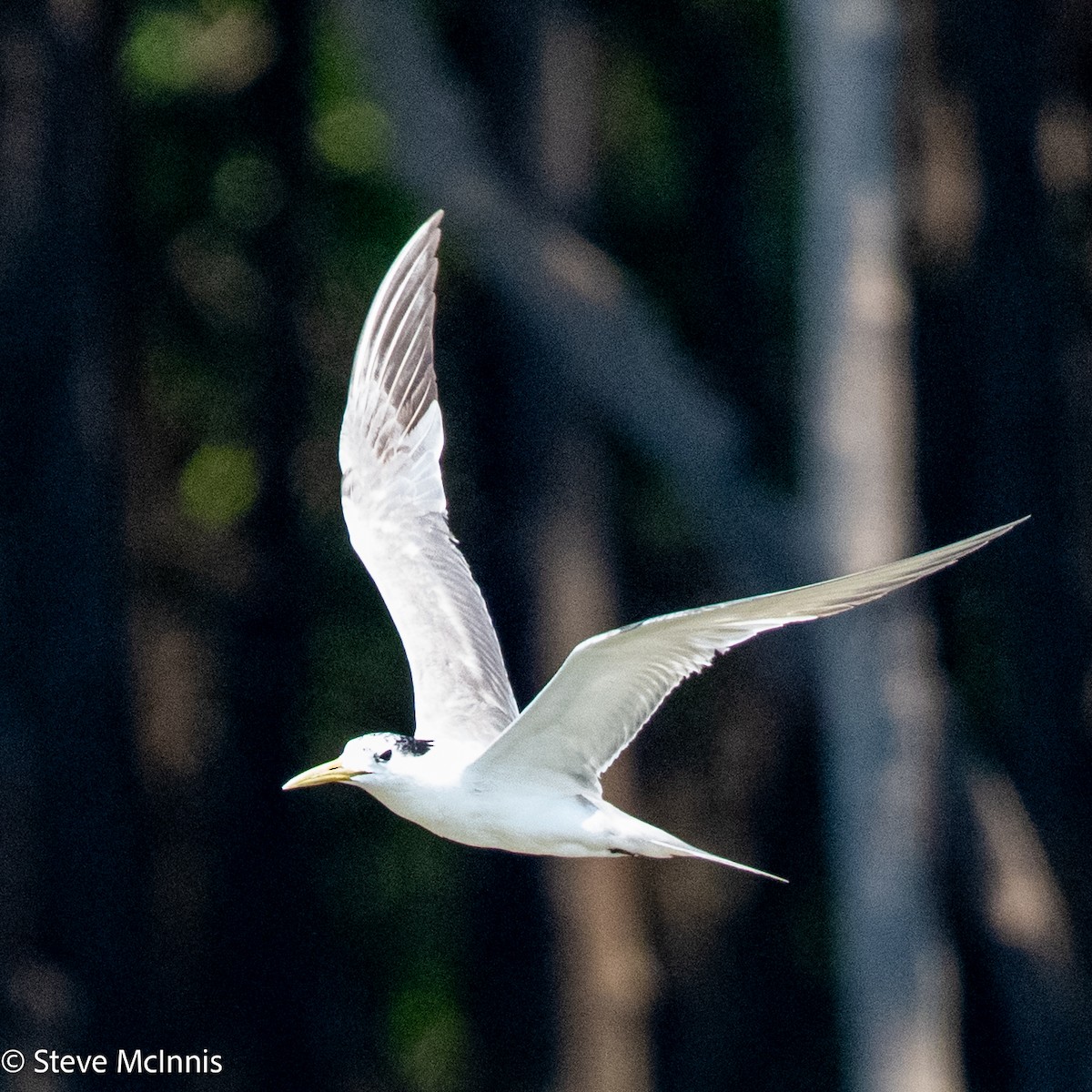Great Crested Tern - ML642079025