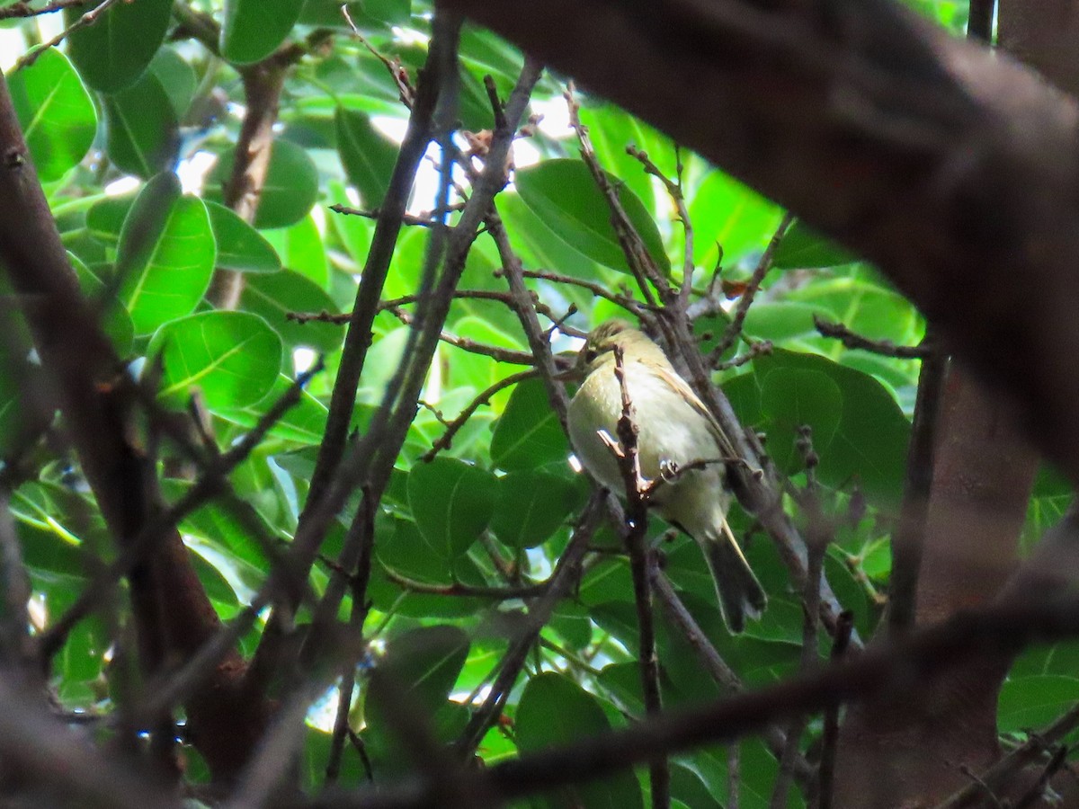 Western Flycatcher (Pacific-slope) - ML642079035