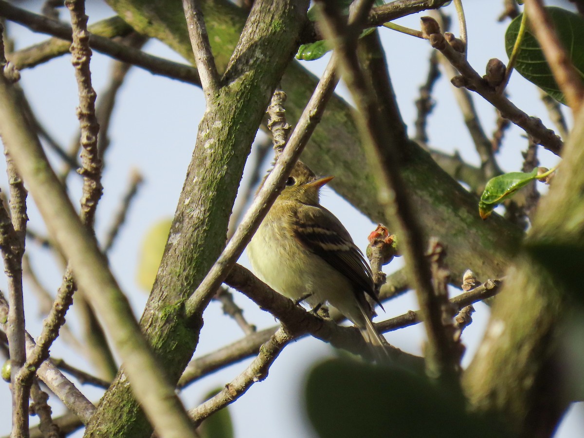 Western Flycatcher (Pacific-slope) - ML642079036