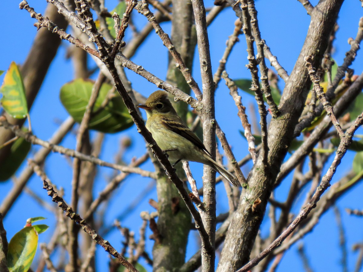 Western Flycatcher (Pacific-slope) - ML642079037