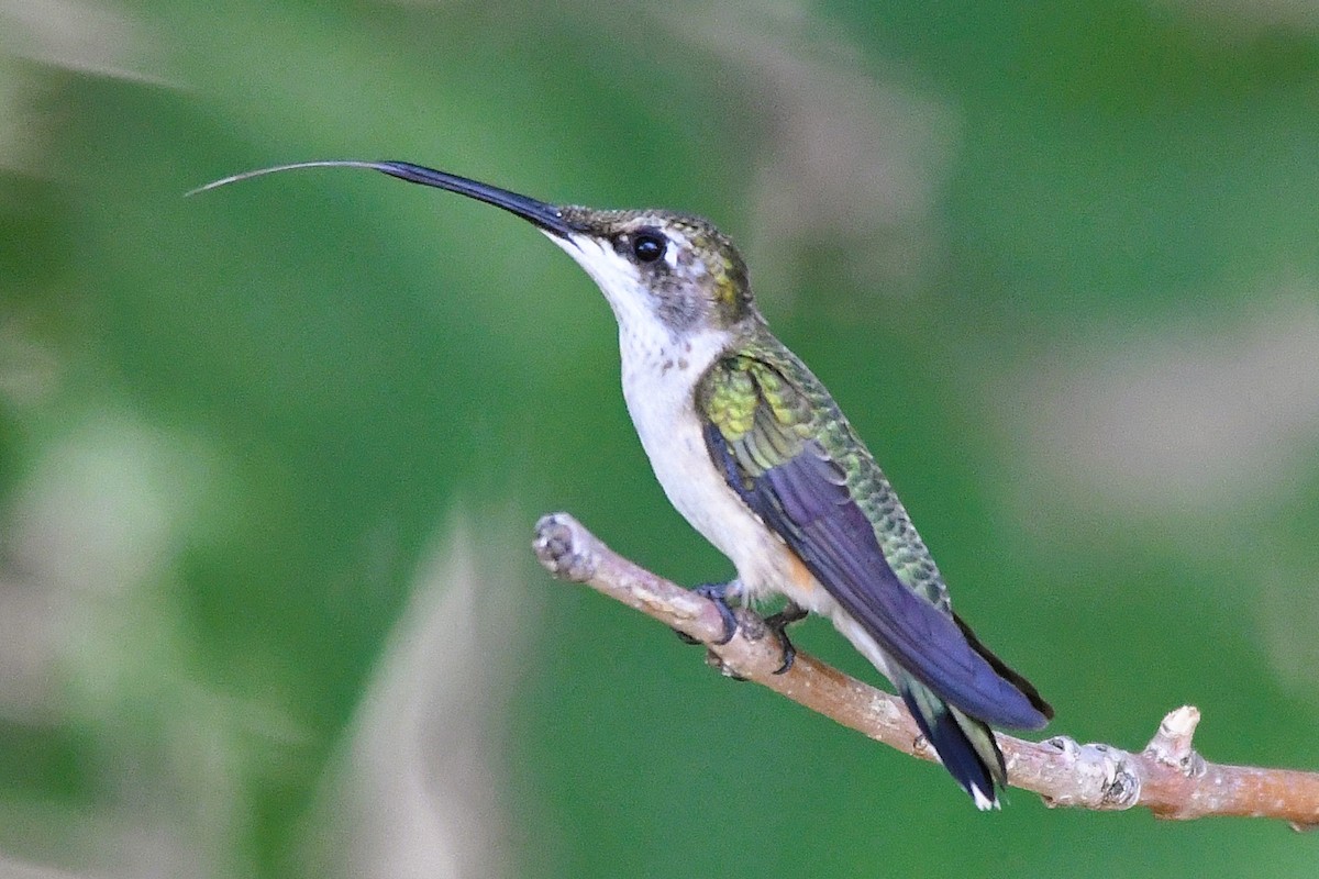 Colibrí Gorjirrubí - ML642079038