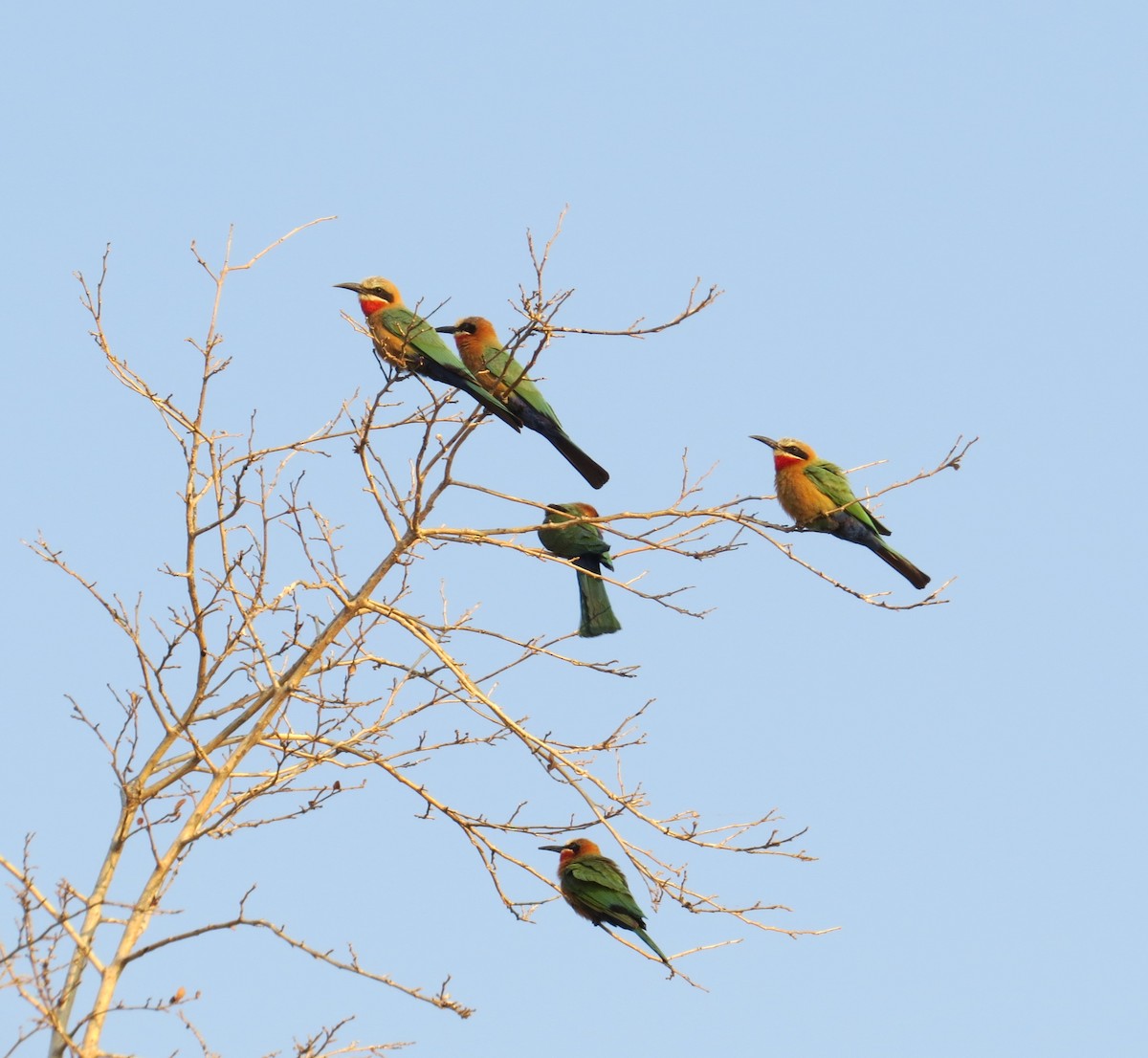 White-fronted Bee-eater - ML642079039