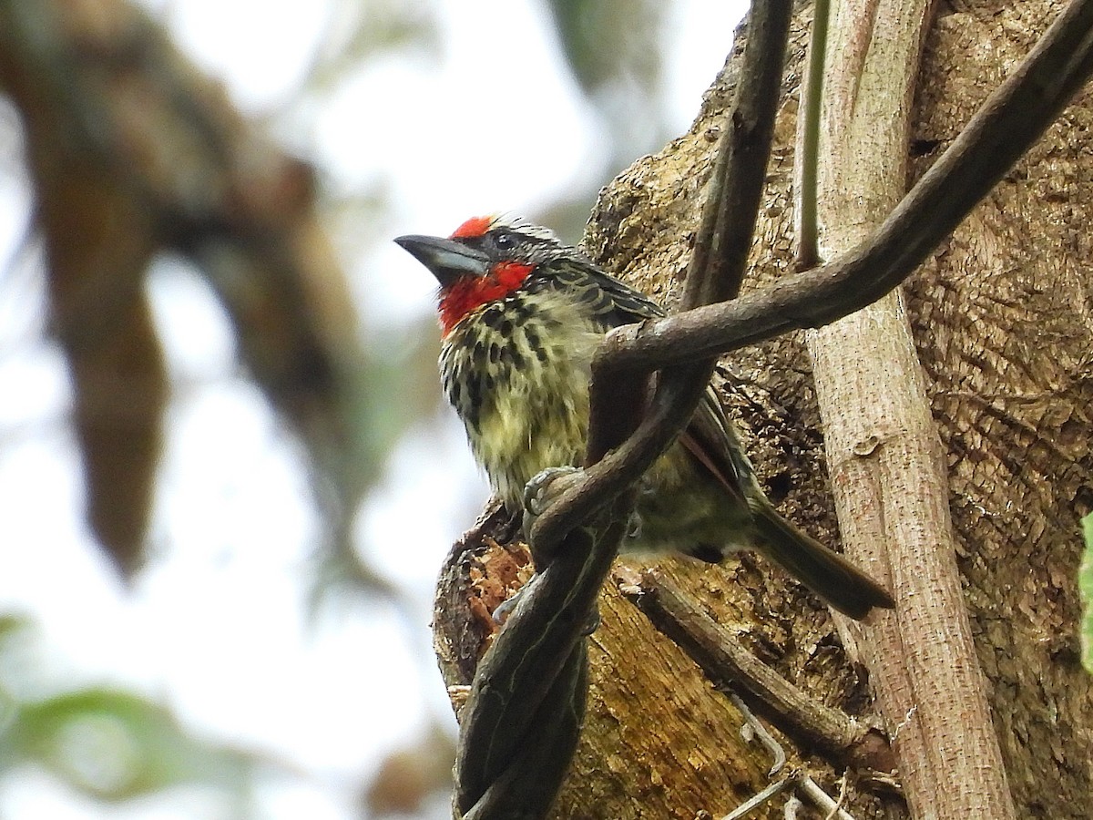 Black-spotted Barbet - ML642079072