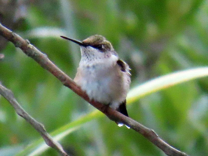 Colibrí Gorjirrubí - ML642079075