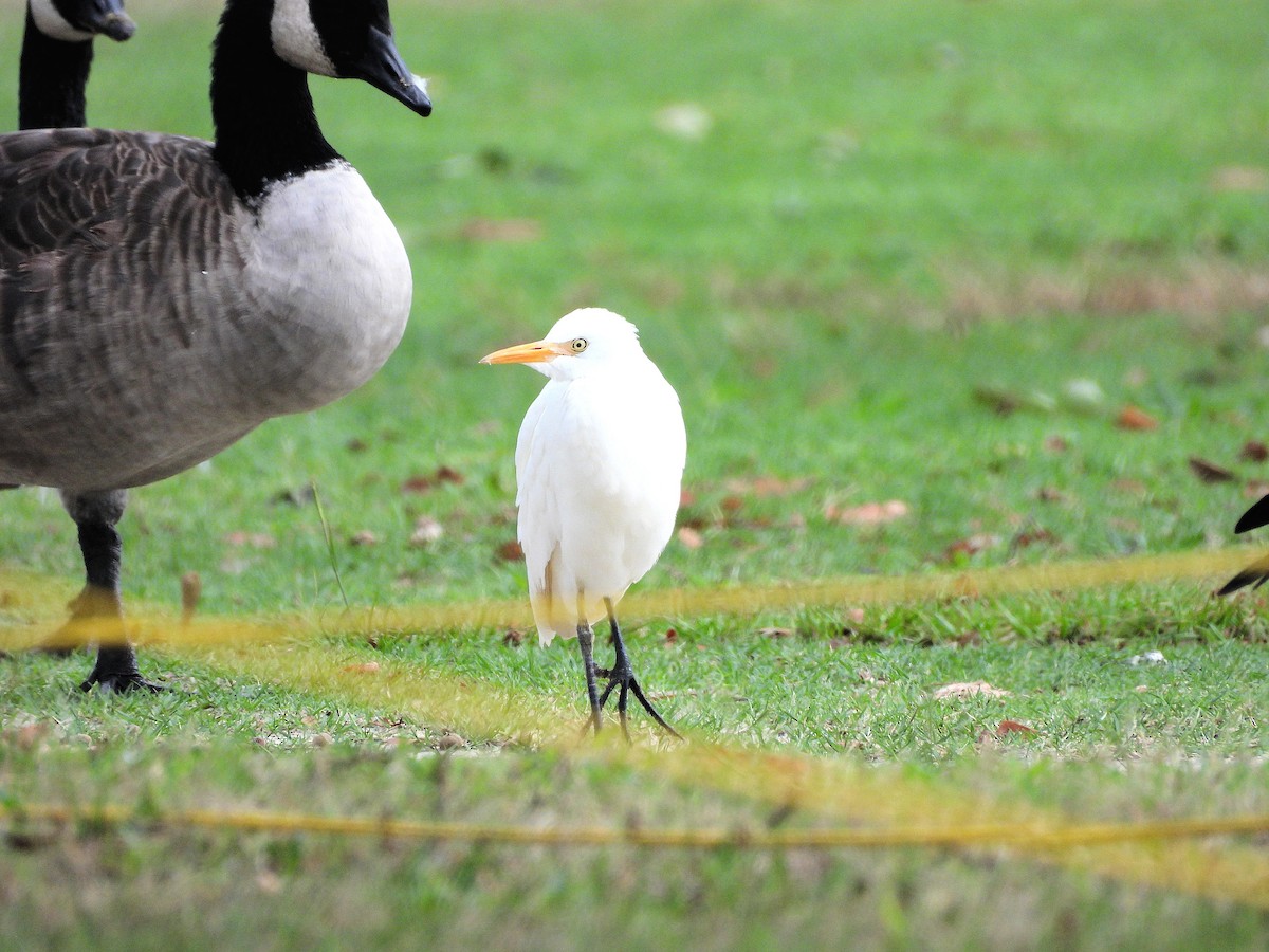 Western Cattle-Egret - ML642079079
