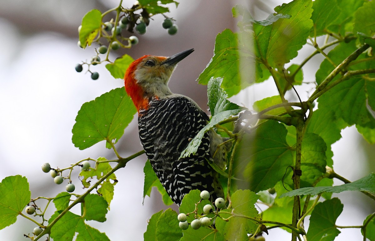 Red-bellied Woodpecker - ML642079087
