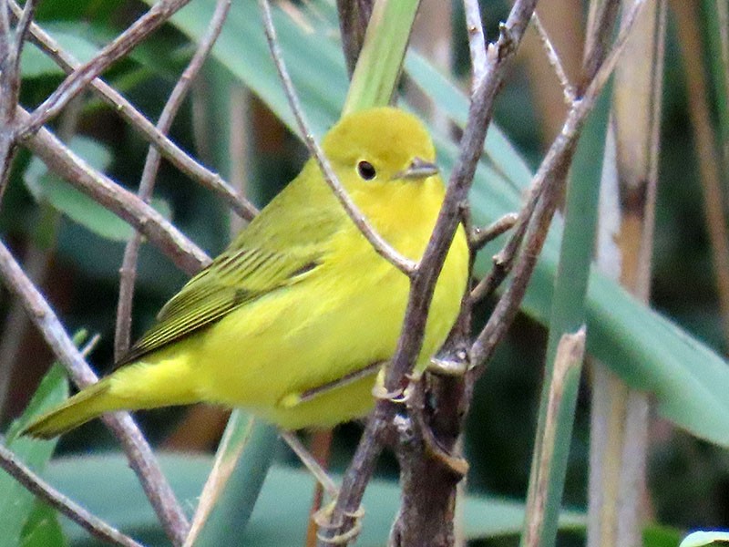 Yellow Warbler - ML642079090