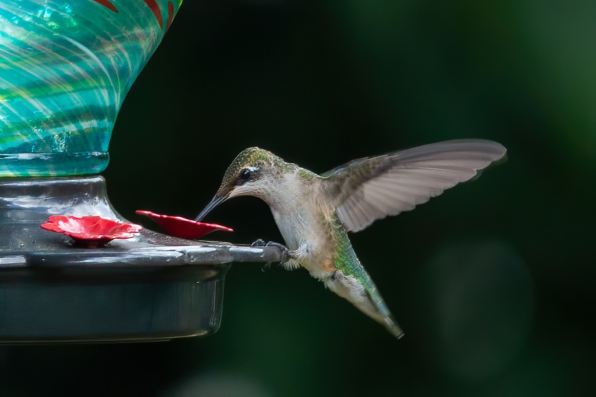 Colibrí Gorjirrubí - ML642079103