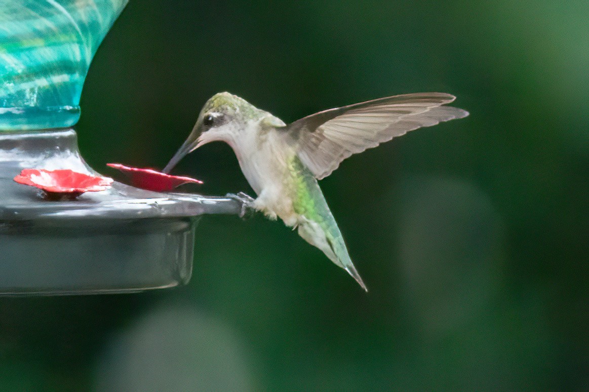 Colibrí Gorjirrubí - ML642079105