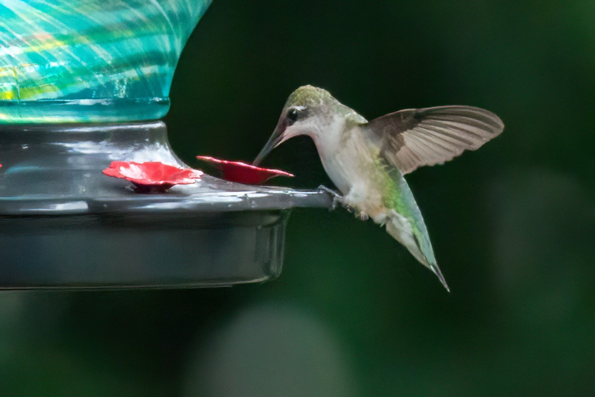 Colibrí Gorjirrubí - ML642079106