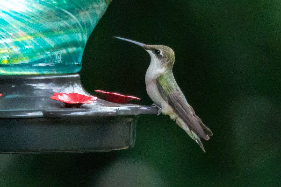 Colibrí Gorjirrubí - ML642079107