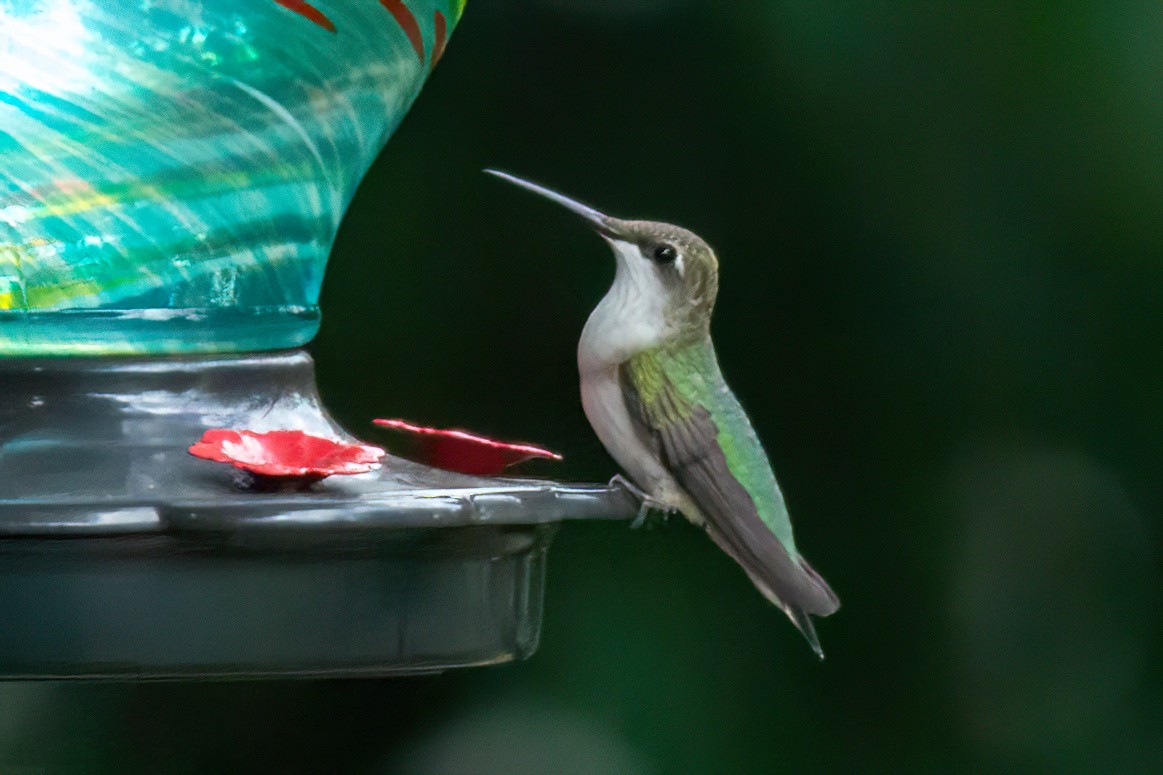 Colibrí Gorjirrubí - ML642079108