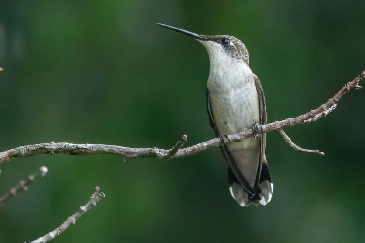 Colibrí Gorjirrubí - ML642079109