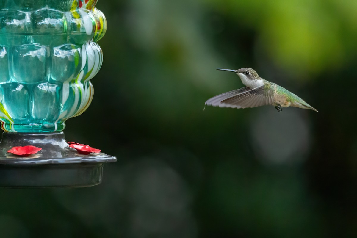 Colibrí Gorjirrubí - ML642079110